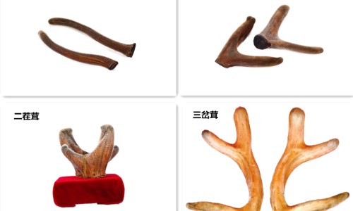 芩芪-芪苓的功效与作用是什么、芩芪 -芪苓的功效网