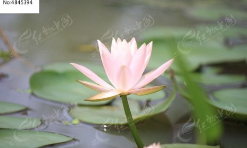 芪苓的功效与作用是什么、芩芪 -芪苓的功效网
